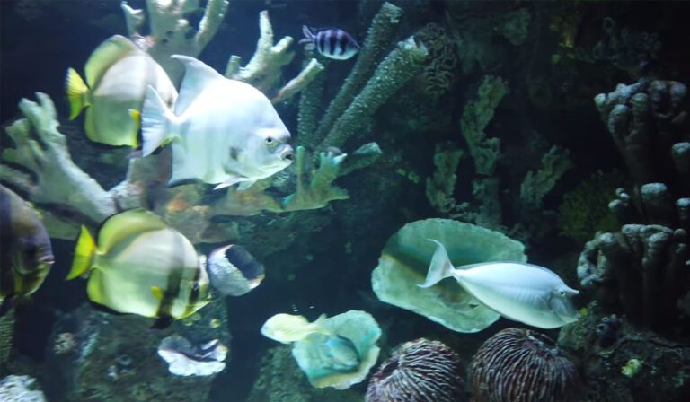 Antalya Aquarium Tour from Kemer