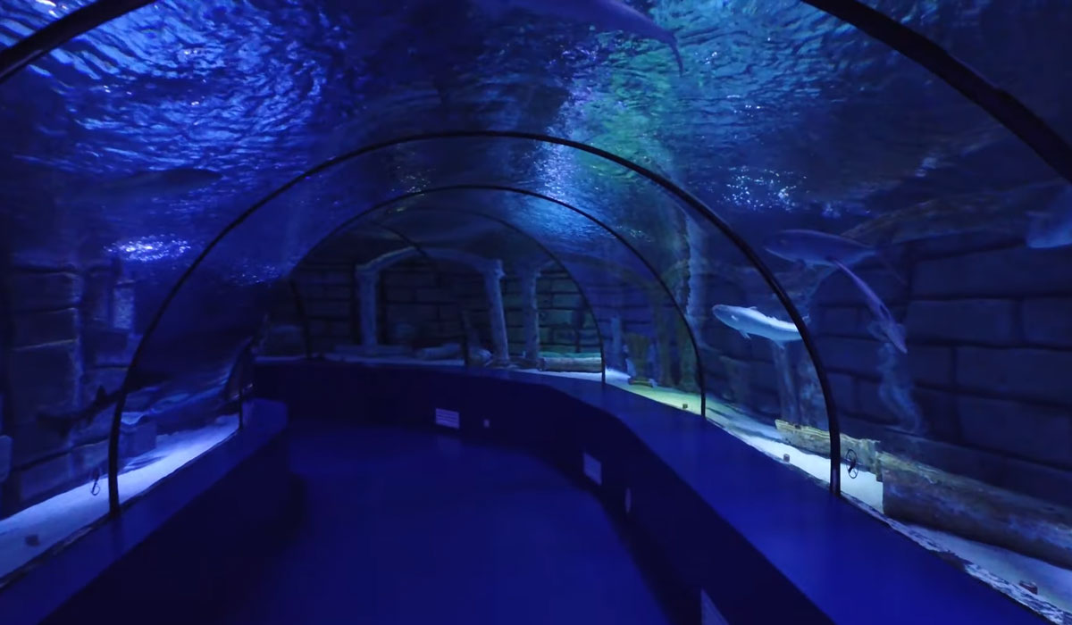 большой тоннельный аквариум