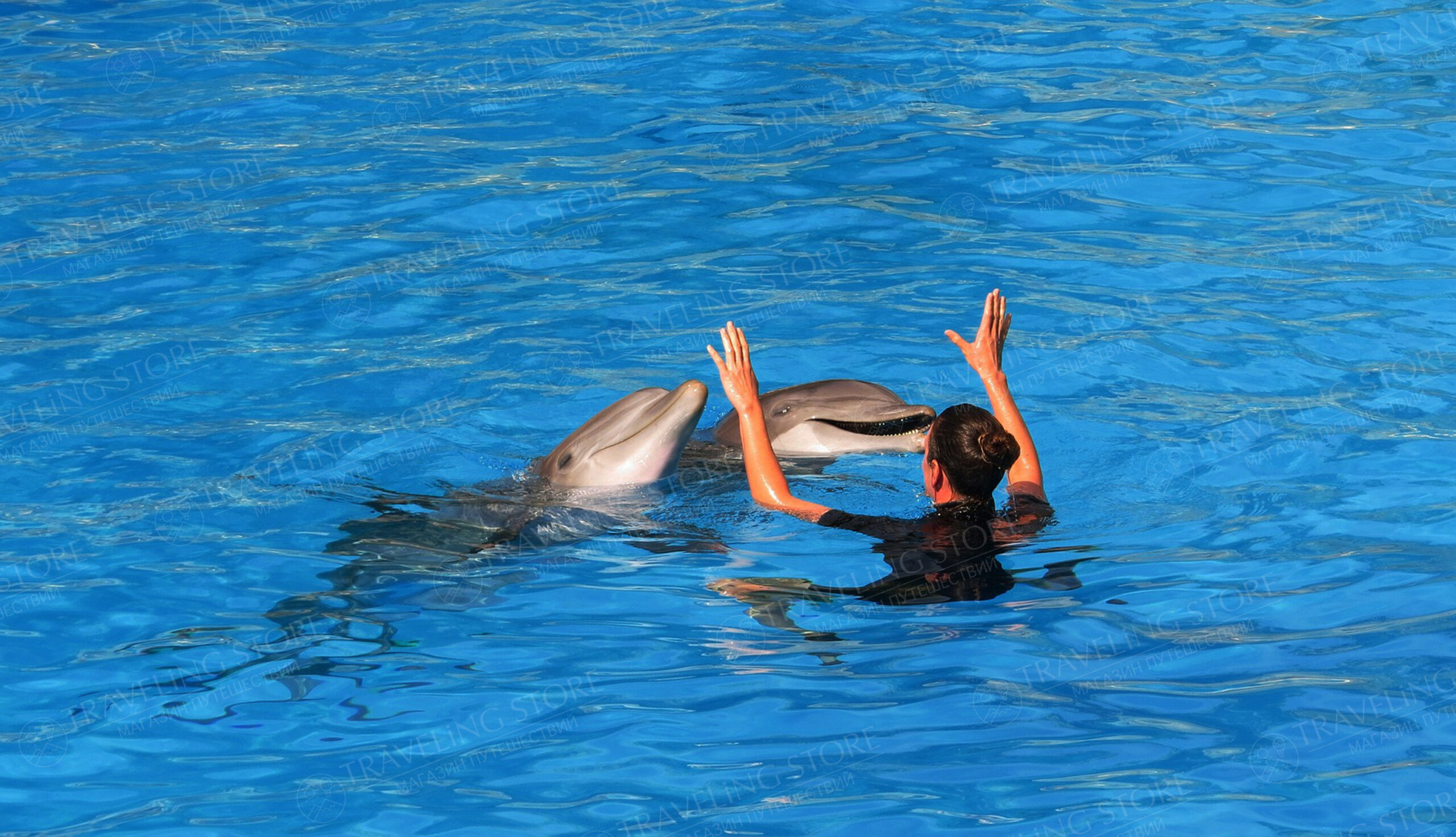 Dolphinarium in Antalya: a Dolphin Show