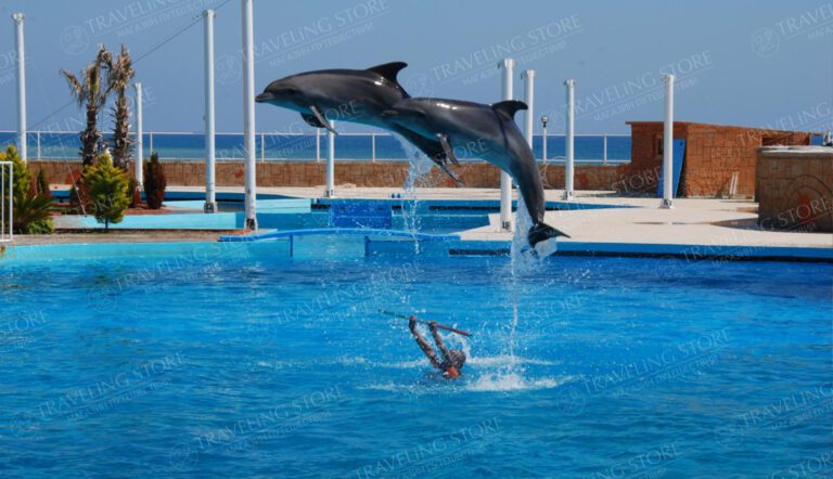 Dolphin Show in Alanya
