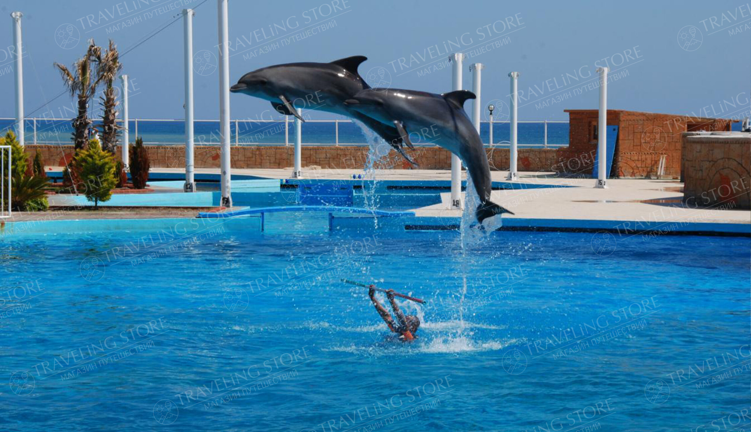 Шоу дельфинов из Алании